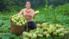 Harvesting upland melons to the market Sell, Gardening to plant a new vegetable crop