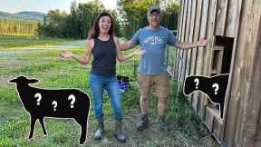 We've NEVER Had THESE BEFORE | BRINGING Home New LIVESTOCK Animals to Our OFF GRID FARM