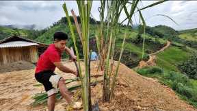 dig trees to plant around the house to keep the land from landslide