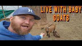 LIVE WITH THE NEW BABIES |tiny house, homesteading, off-grid, cabin build DIY HOW TO sawmill tractor