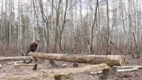 I am building big log cabin using the methods of our ancestors